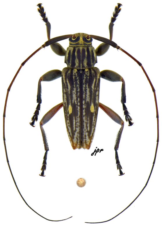 Nyssodrysternum ptericoptum