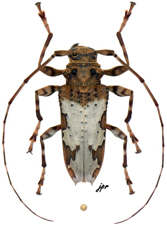 Oreodera jacquieri