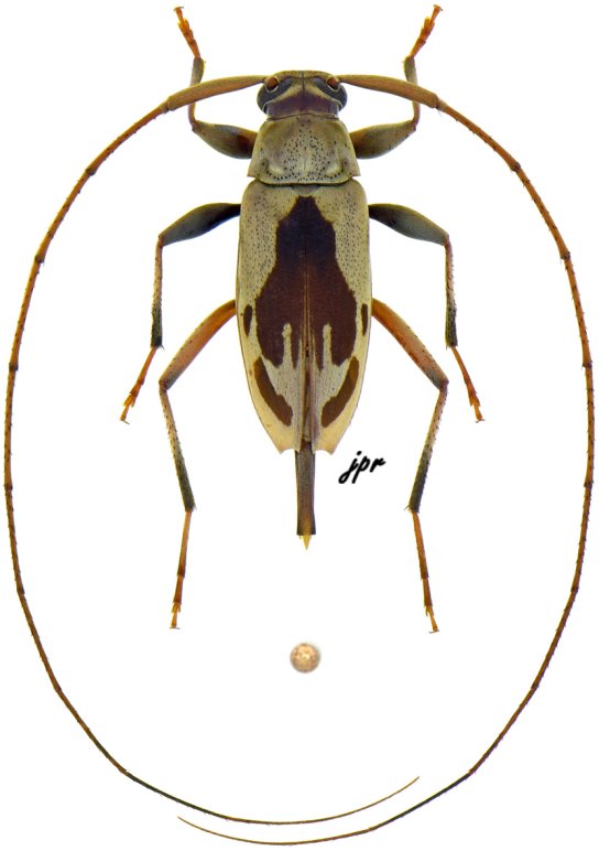 Paroecus celebensis