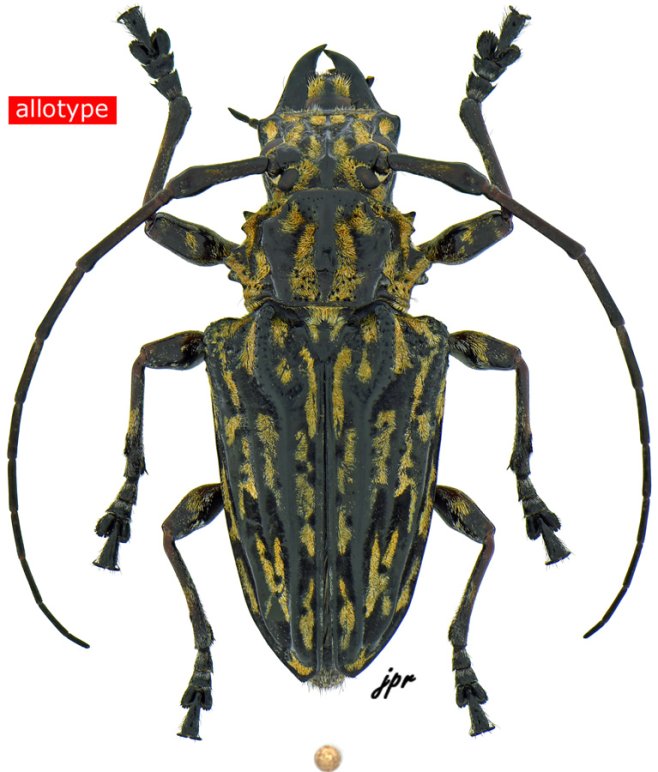 Steirastoma bajocalimaense