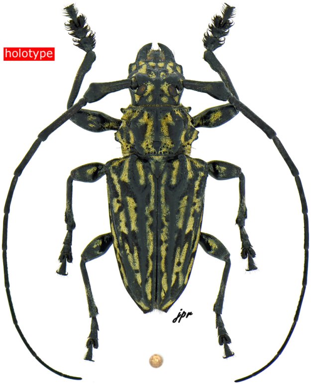 Steirastoma bajocalimaense