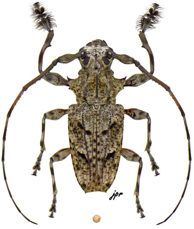 Steirastoma genisspinum