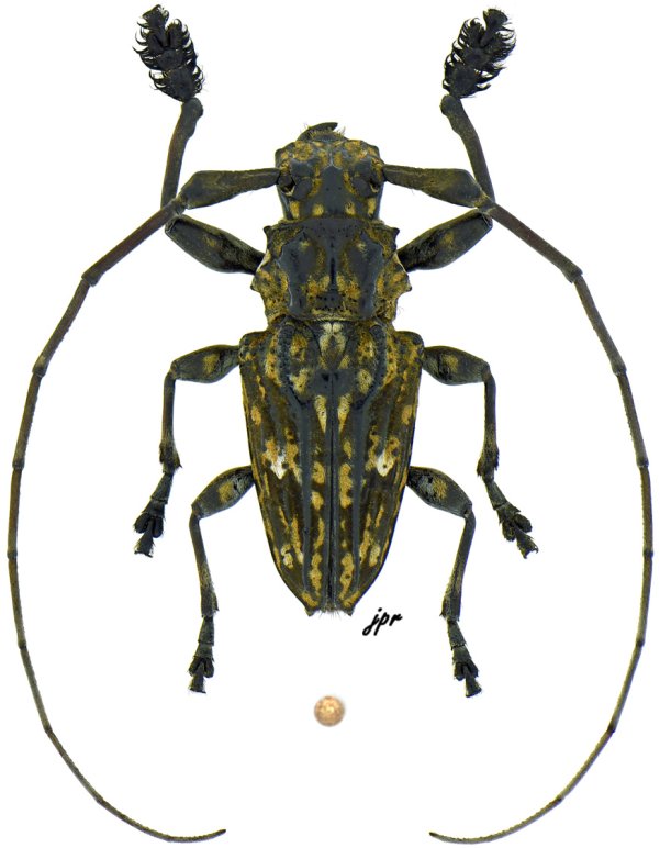 Steirastoma histrionicum