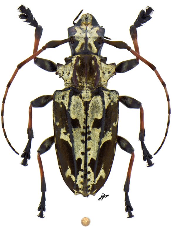 Steirastoma thunbergii