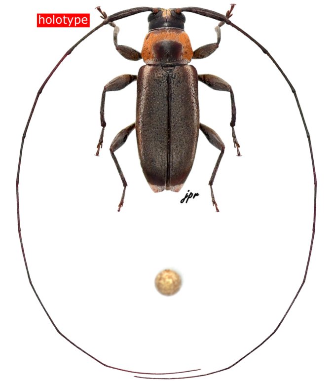 Stenolis celinae