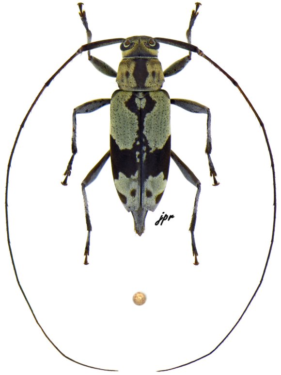 Stenolis tavakiliani