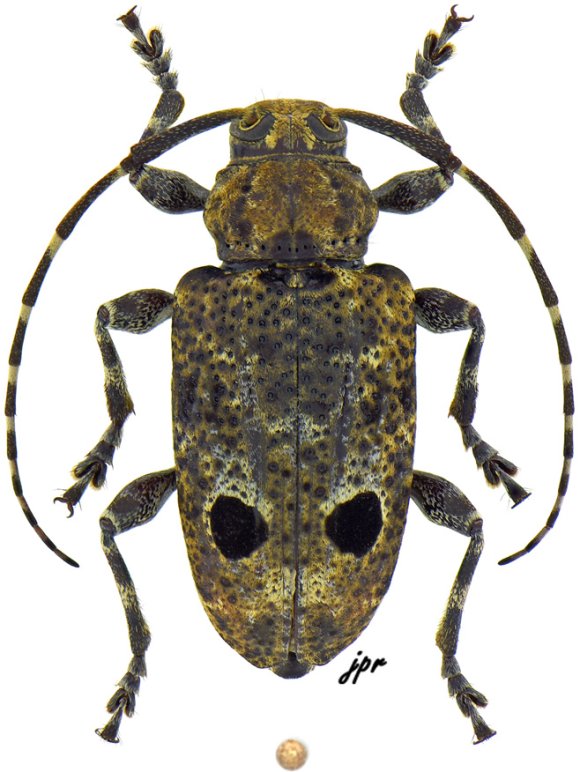 Trypanidius kitayamai
