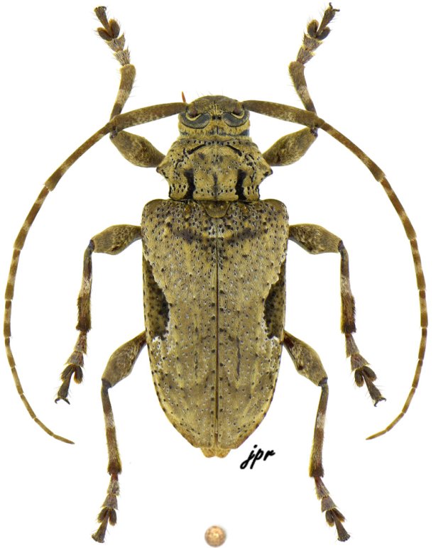 Lagocheirus obsoletus obsoletus