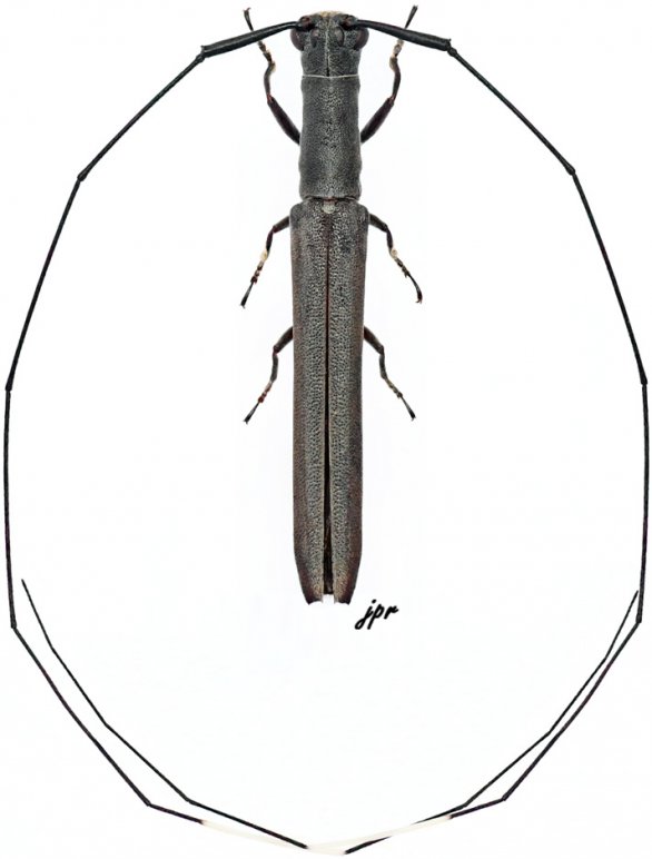 Anauxesis kolbei