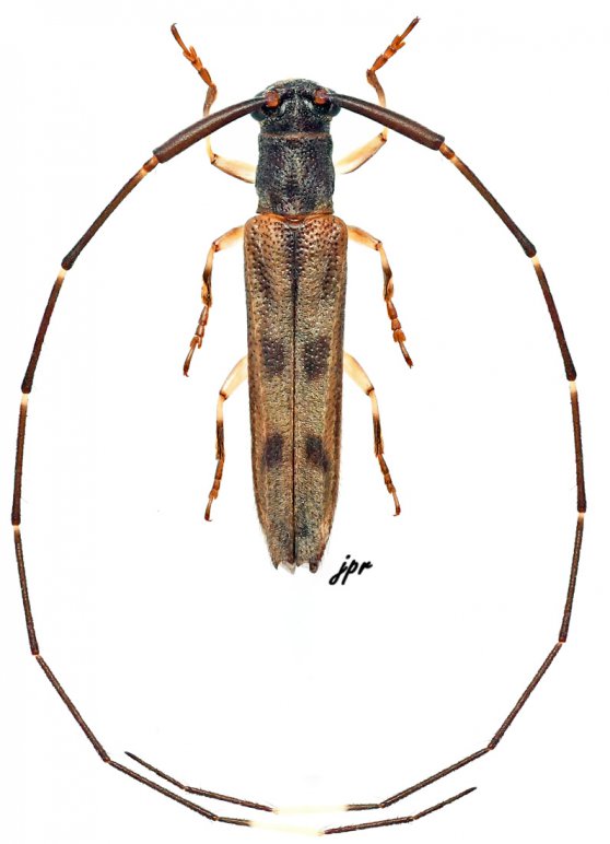 Anauxesis