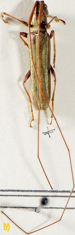 Pseudocalamobius