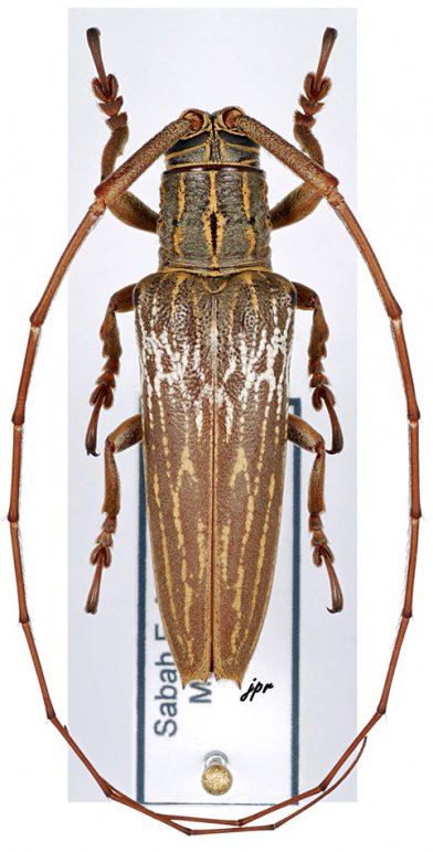 Phelipara marmorata