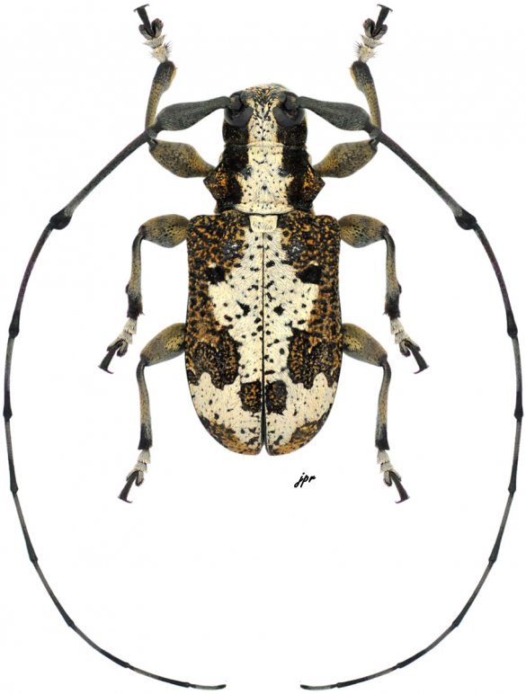 Caciomorpha palliata