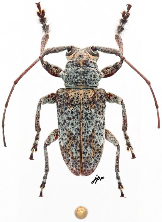 Cnemolia densenigromaculata alepei