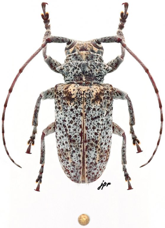 Cnemolia densenigromaculata alepei