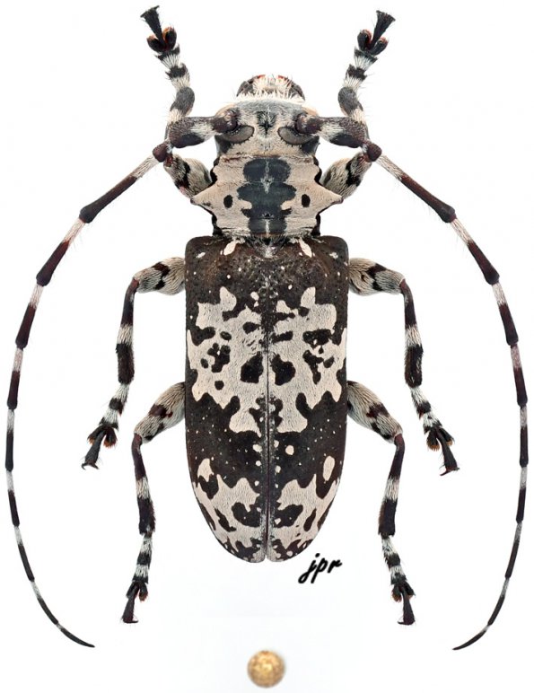 Lasiopezus nigromaculatus