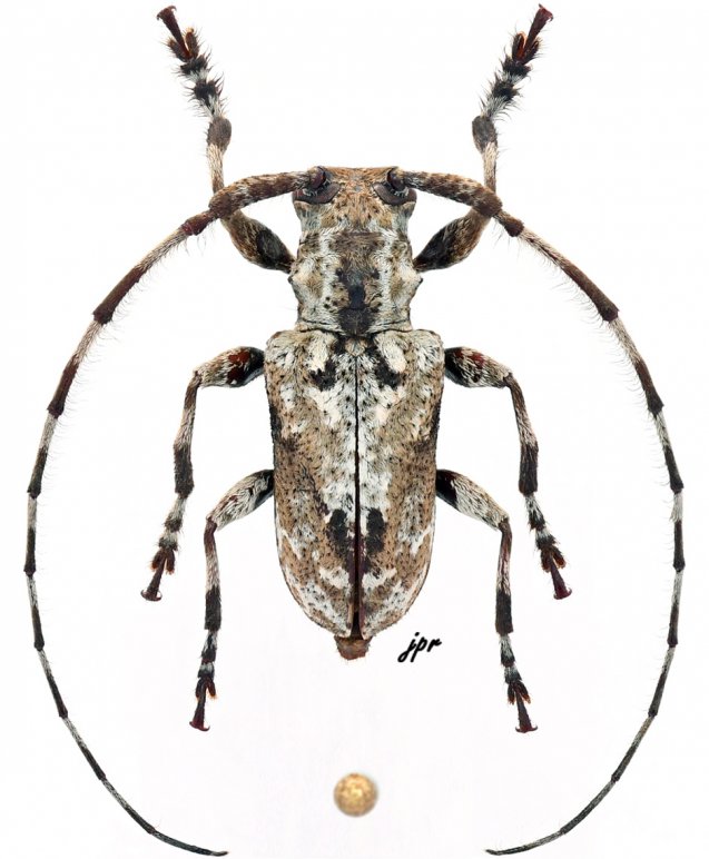 Pseudopezus binigromaculatus