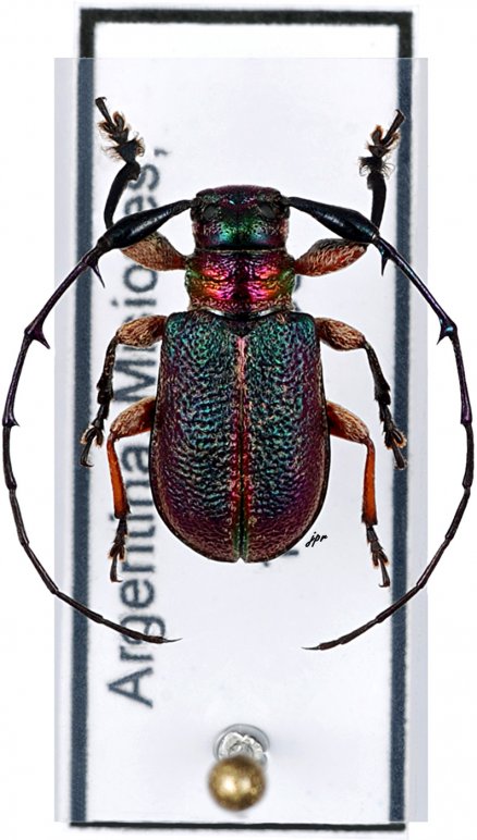 Hoplistocerus iheringi