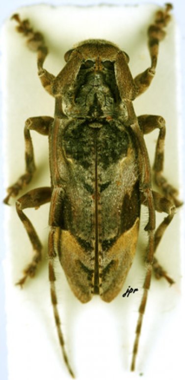 Idactus flavovittatus