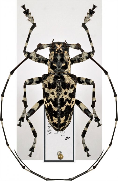 Palimna yunnana