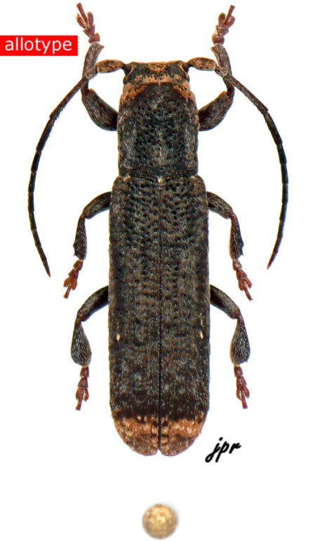 Adetus guyanensis