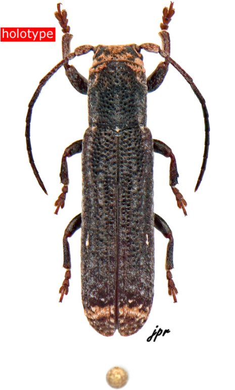 Adetus guyanensis