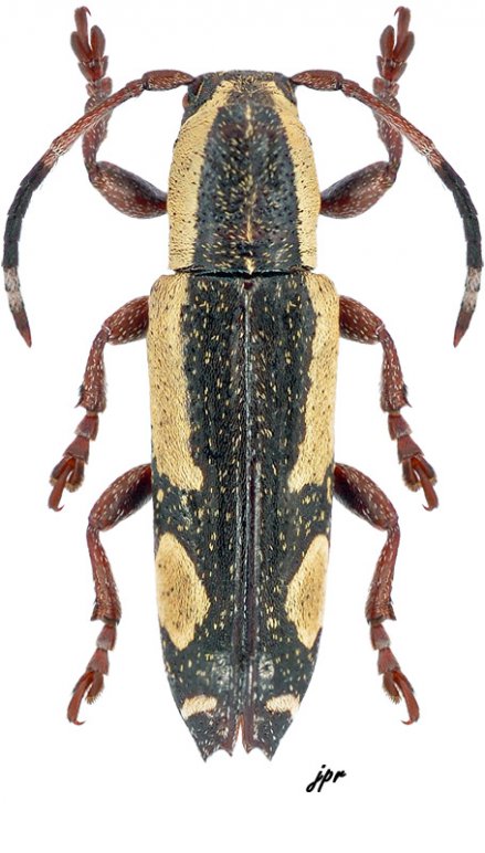 Adetus pictus