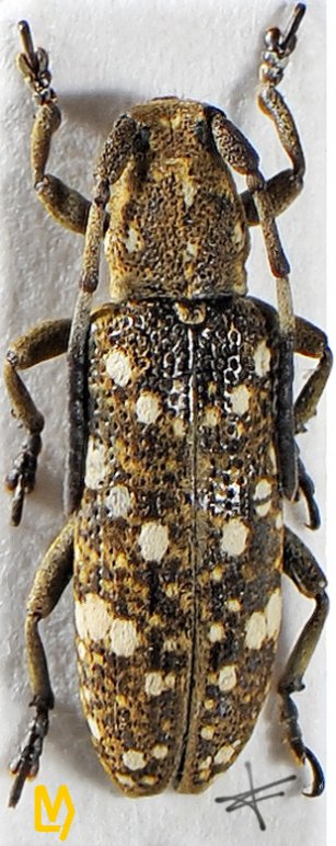 Apomecyna cretacea