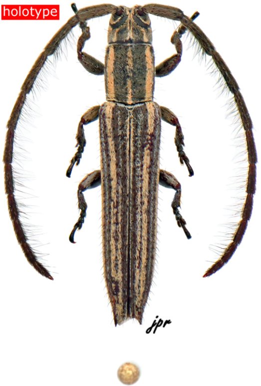 Dorcasta rorotaensis