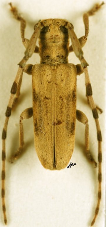 Eunidia fuscomaculata