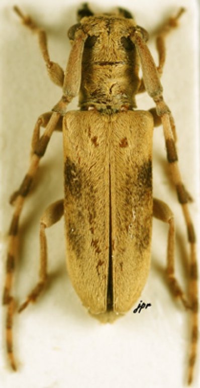 Eunidia fuscomaculata