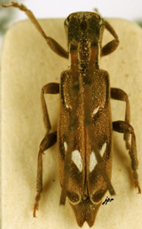 Eunidia olivacea