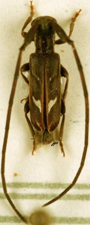 Eunidia olivacea