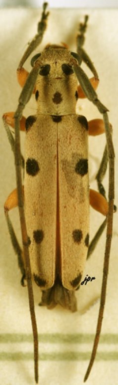 Eunidia quinquemaculata