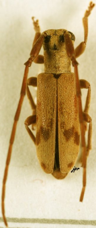 Eunidia similis
