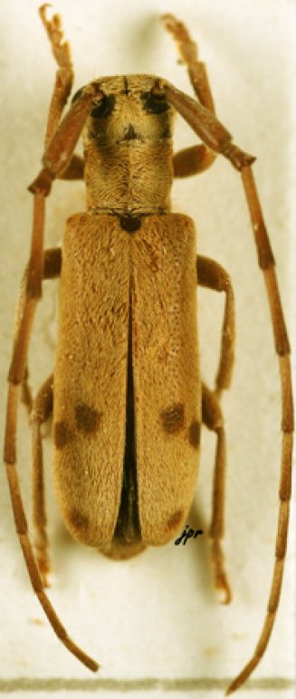 Eunidia similis