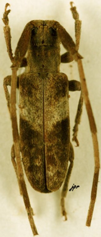 Eunidia spinicornis