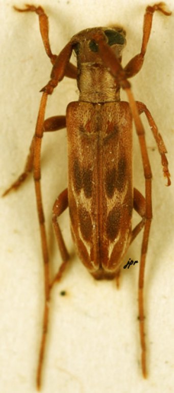 Eunidia strigata