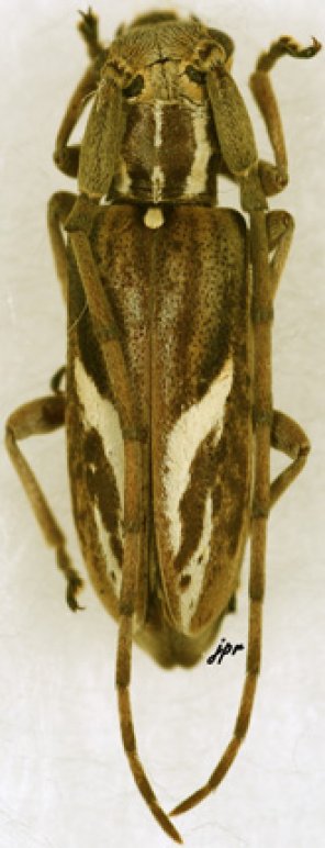 Eunidia brunneopunctata strigatoides