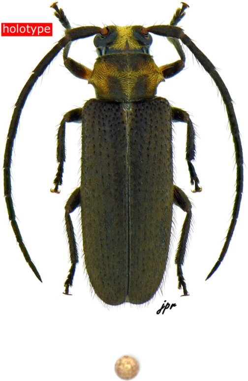 Callia inflexa