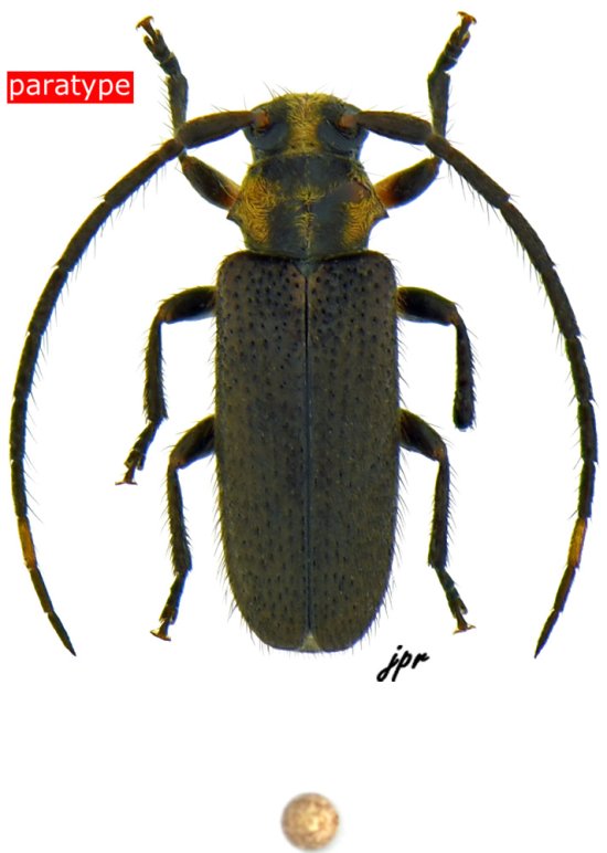 Callia inflexa