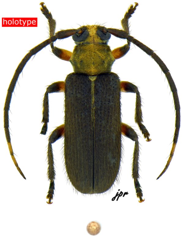 Callia reducta