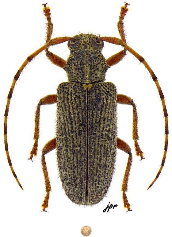 Drycothaea ochreoscutellaris