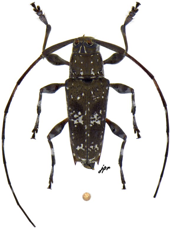 Colobothea carlosi