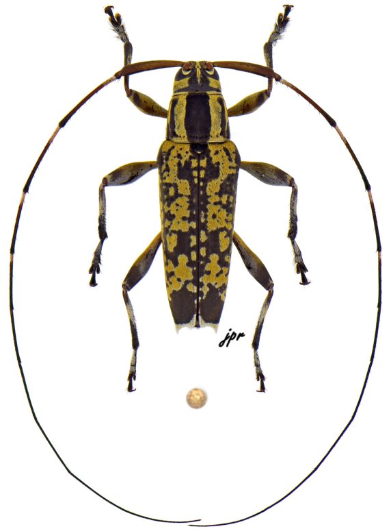 Hilobothea latevittata