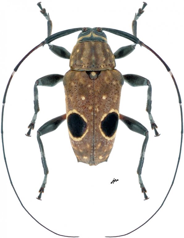 Priscilla hypsiomoides