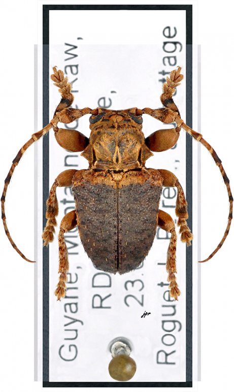 Aerenea sulcicollis