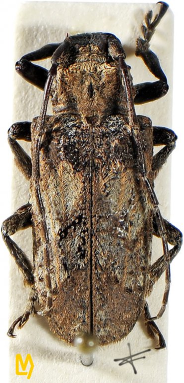 Moechotypa asiatica