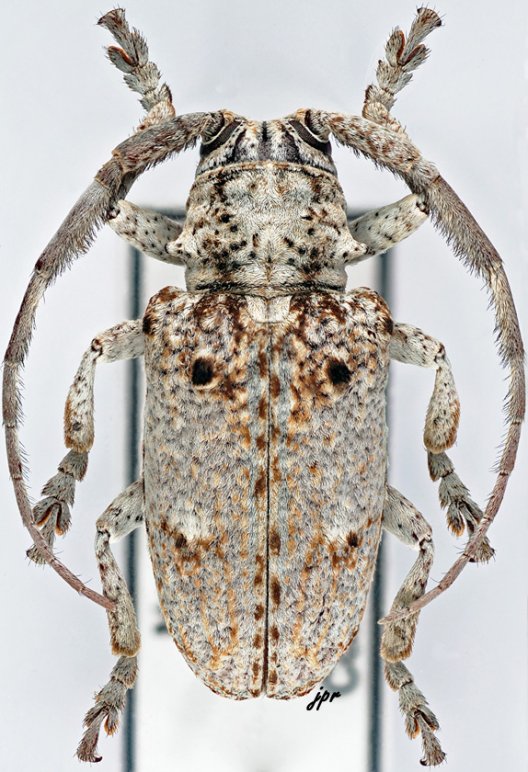 Crossotus stypticus stypticus