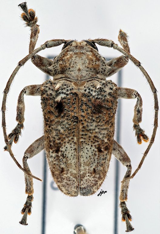 Epidichostates molossus